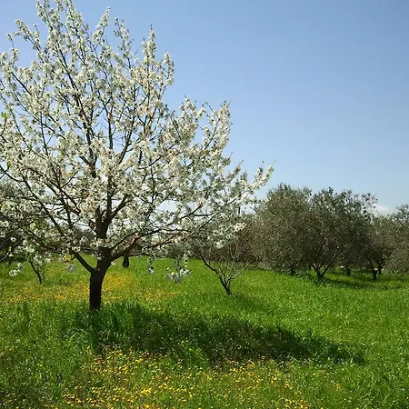 Immagina *